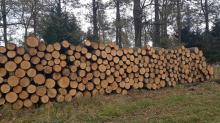 Komunikat - sprzedaż drewna w Nadleśnictwie Piaski